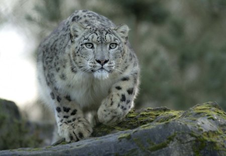 Leopard - leopard, sleepy, cute, beautiful, cat, sleeping, kitty, cats, hat, cat face, paws, face, animals, pretty, beauty, sweet, kitten, lovely