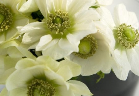 Beautiful flowers - style, white, petals, flowers, container