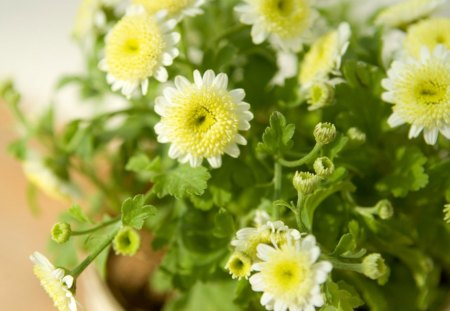 Flowers - flower, pot, petals, yellow, arrangement