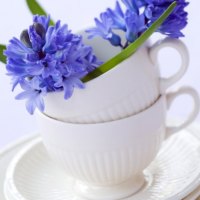 Blue petals in a cup