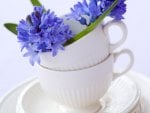 Blue petals in a cup