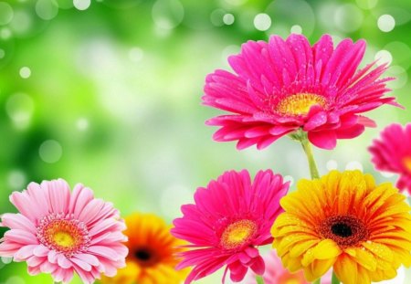 Gerbera - drop, glare, bright colors, flower, gerbera