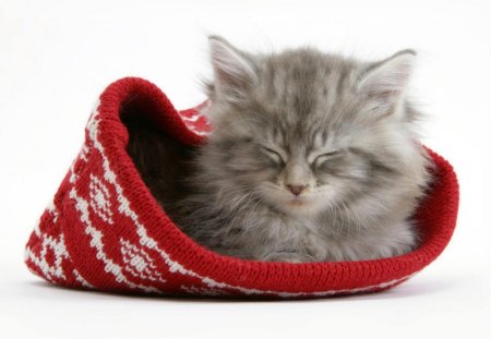 Cat in Cap - cute, looking, domestic, kitten