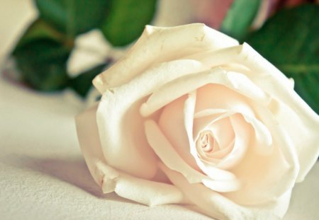 White rose - white, rose, petals, plant, flowers, love