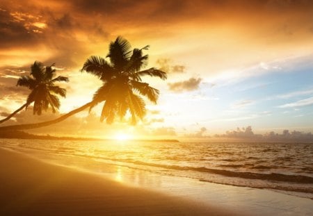 Beautiful sunset - nature, sky, beach, palm tree, sunset