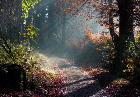 Sunlight - tree, forest, jungle, sunlight