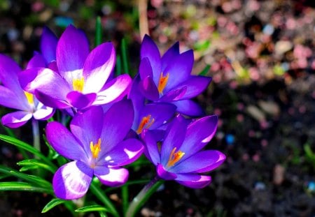 Spring flowers - crokus, delicate, pretty, beautiful, flowers, spring, fragrance, garden, nice, scent, lovely, violet, nature, park