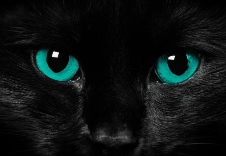 blue eyes - blue, eyes, cats, cat, animals