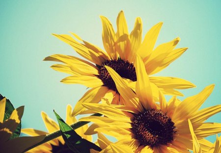 Sunflowers - Sunflowers, flowers, yellow, nature