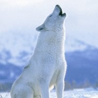 arctic wolf