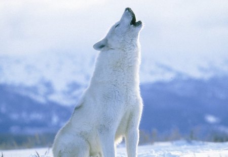 arctic wolf - white, nature, wolf, artic