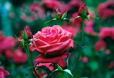 Garden of red roses - roses, garde, nature, red