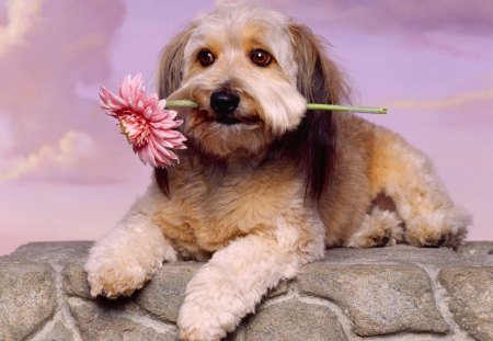 Where's my valentine..?? - animal, bark, dog, puppy, love