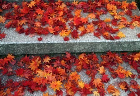 Maple Leaf - nature, maple, step, tree, leaf