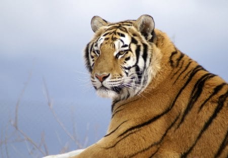 Tiger - animal, bengal, tiger, jungle