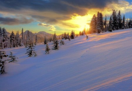 Winter - nature, sunset, forest, snow