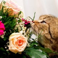 Cat and flowers