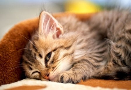 Cat - sleepy, cute, beautiful, cat, sleeping, kitty, cats, hat, cat face, paws, face, animals, pretty, beauty, sweet, kitten, lovely