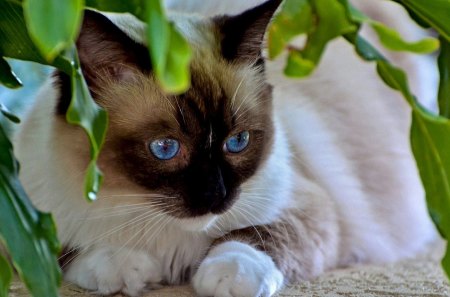 Cat - sleepy, cute, beautiful, cat, sleeping, kitty, cats, hat, cat face, paws, face, animals, pretty, beauty, sweet, kitten, lovely