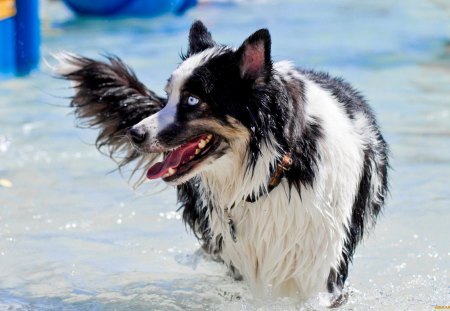 Dog - face, pretty, playful dog, cute, animals, beauty, beautiful, sweet, puppy, bubbles, playful, dogs, puppies, pay, lovely, dog face