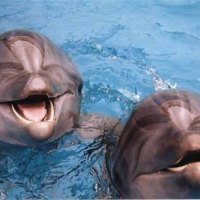 laughing dolphins