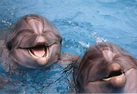 laughing dolphins - smile, dolphins, laugh, happy