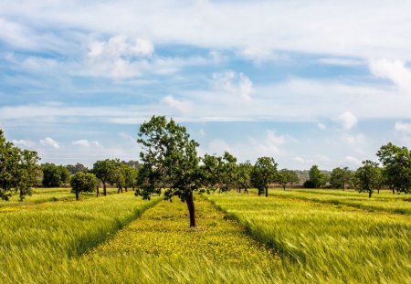 beautiful grove in summer - summer, grove, clouds, trees, grass