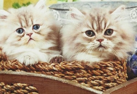 Two white kittens - white, kittens, feline, cute, box