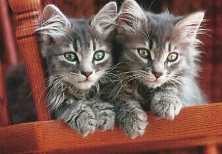 Two tabby kittens on a chair - tabby, kittens, sitting, chair