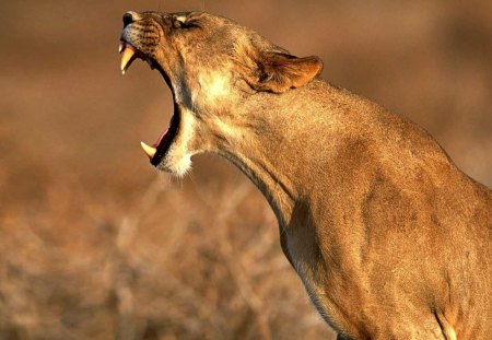 lioness fangs - lion, grass, wild, fang