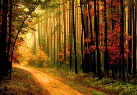 Quiet walk - autumn, trees, sunlight, peaceful, path