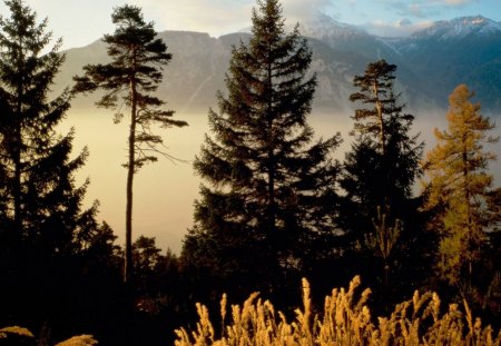 morning on woods in awitzerland - mountains, woods, mist, morning