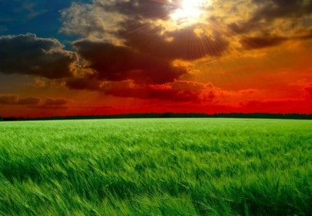 nature's beauty - orange, green, sky, grass