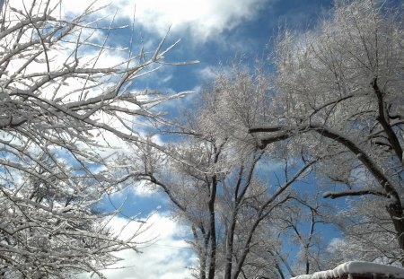 Snowy Trees - snow, trees, winter, Nature