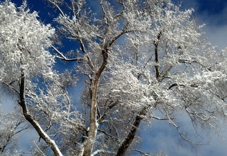 Snowy Trees - winter, nature, trees, snow