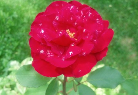 Speckled Rose - nature, flowers, rose, roses