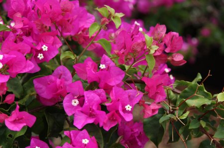 Closeup of Pink Flowers - pink, petals, flowers, lovely, spring, nature