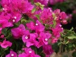 Closeup of Pink Flowers