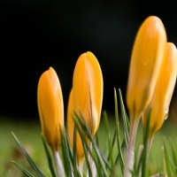 ~Yellow Crocus~