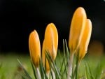 ~Yellow Crocus~