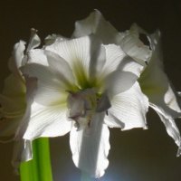 Lighted Amaryllis