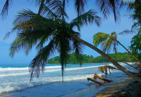 Welcome To Punta Uva Beach - palm trees, ocean, beach, water, shore, punta uva, summer, waves, nature, sea