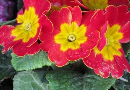 Scarlet Tears - primulas, flowers, flora, petals