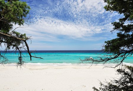 ~Saleccia Beach~ - sky, ocean, beach, trees, water, shore, waves, saleccia, clouds, sea