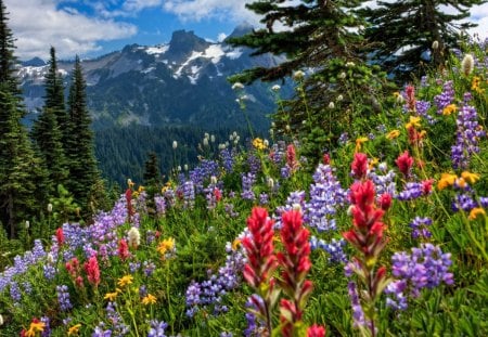 wild flower - flower, wild, mountain, grass