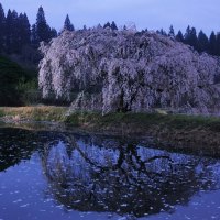 purple tree