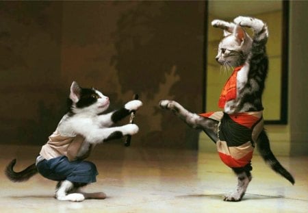 Fighting Cats - sports, funny, cat, poses