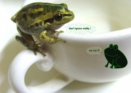 never don't ignore reality! - nature, funny, animals, frog