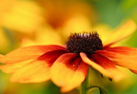 Petals - flowers, bokeh, petal, cloe up, macro