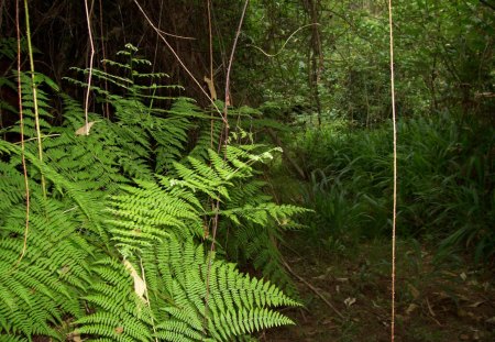 Pine Tree Forest - sabie, south africa, pine, forest, tree, mpumalanga